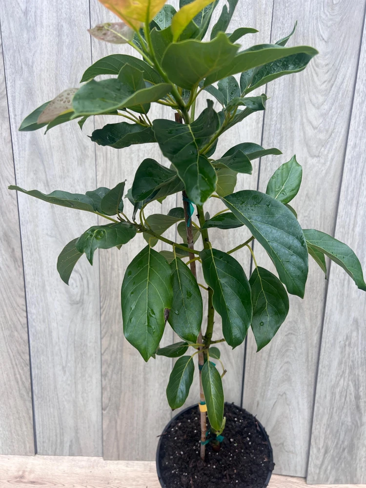 Brogdon Avocado Live Tree - Cold Hardy Grafted Persea americana, 3 Gallon Pot - Cannot ship to CA - Image 5