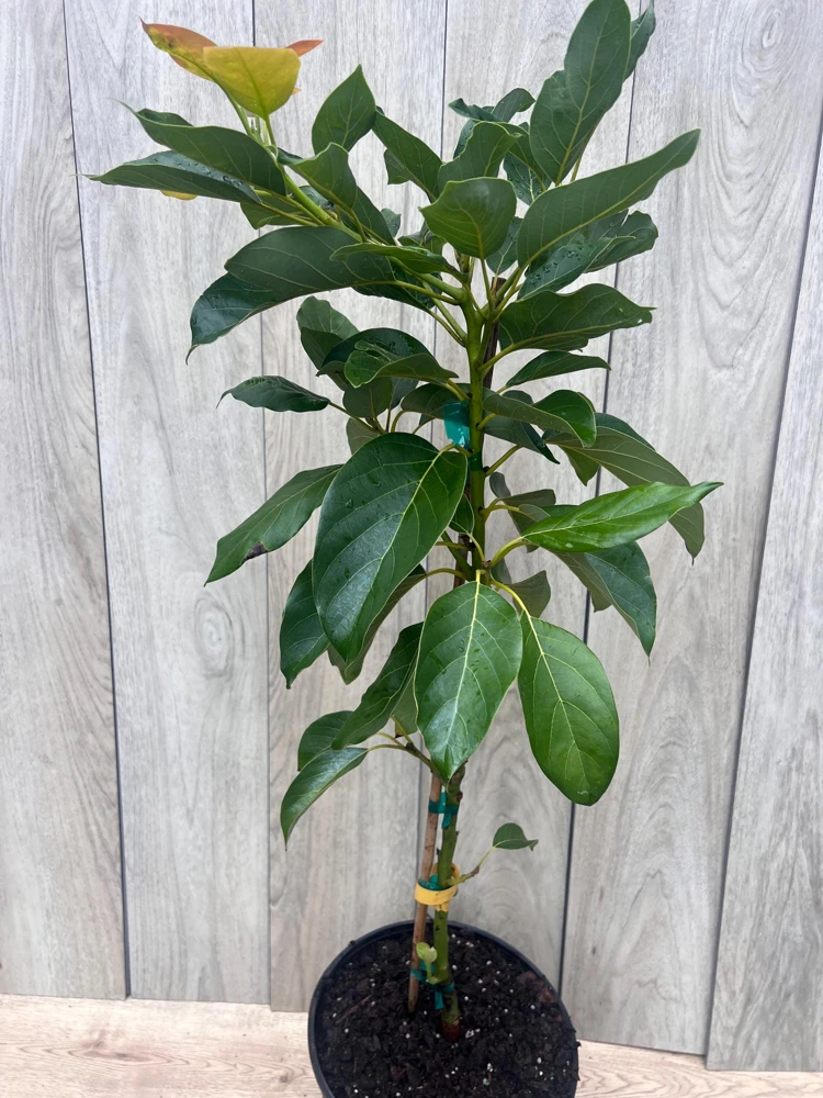 Brogdon Avocado Live Tree - Cold Hardy Grafted Persea americana, 3 Gallon Pot - Cannot ship to CA - Image 6