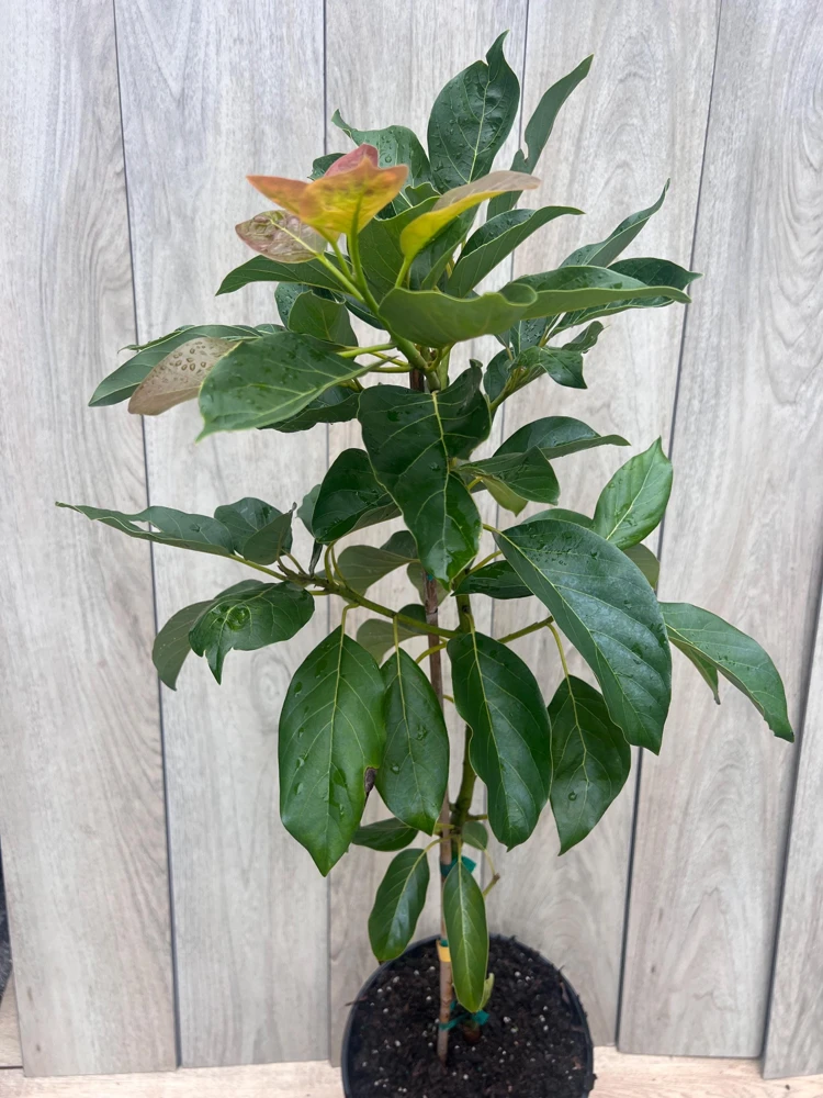 Brogdon Avocado Live Tree - Cold Hardy Grafted Persea americana, 3 Gallon Pot - Cannot ship to CA - Image 7