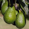 Brogdon Avocado Live Tree - Cold Hardy Grafted Persea americana, 3 Gallon Pot - Cannot ship to CA - Image 1