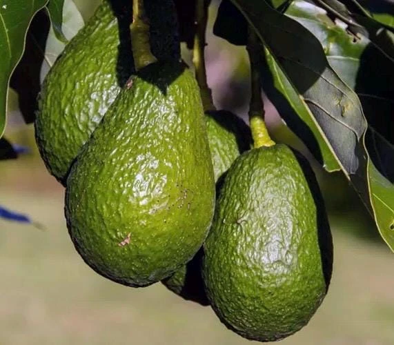 Brogdon Avocado Live Tree - Cold Hardy Grafted Persea americana, 3 Gallon Pot - Cannot ship to CA - Image 1