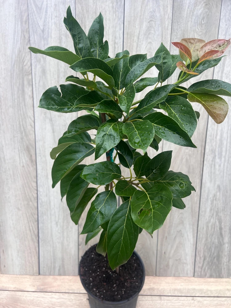 Brogdon Avocado Live Tree - Cold Hardy Grafted Persea americana, 3 Gallon Pot - Cannot ship to CA - Image 8