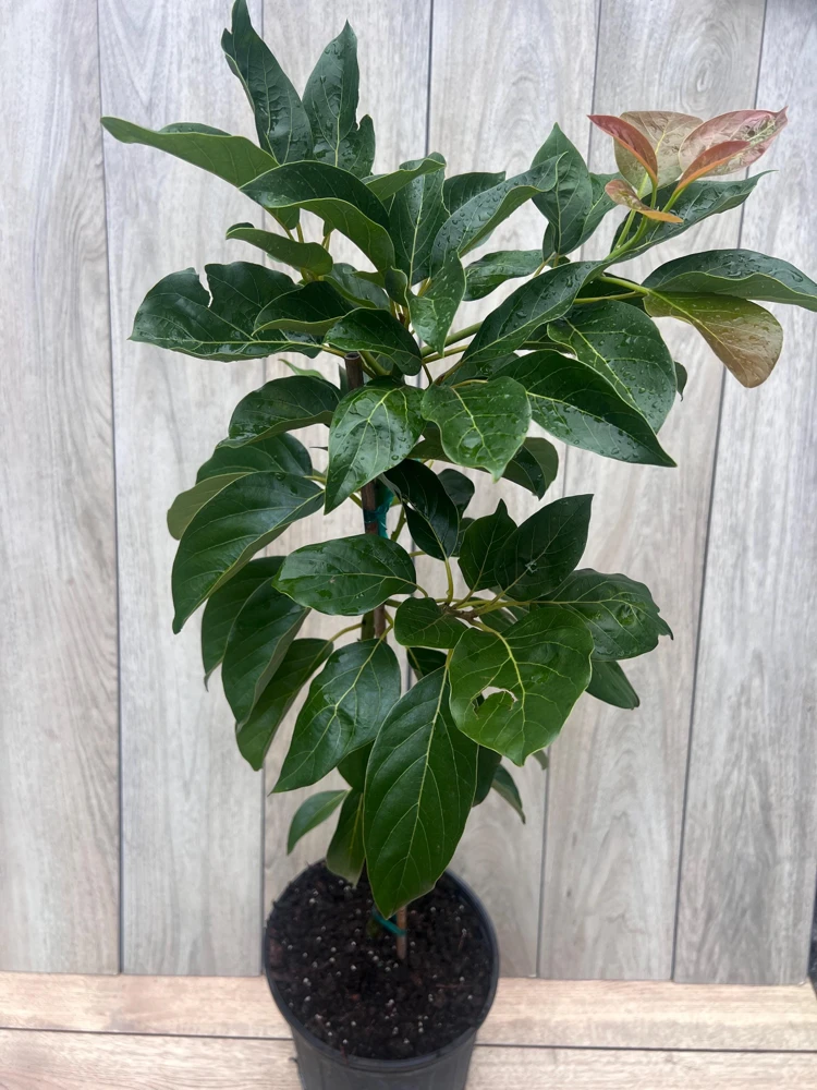 Brogdon Avocado Live Tree - Cold Hardy Grafted Persea americana, 3 Gallon Pot - Cannot ship to CA - Image 9