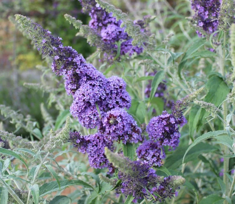 Buddleia Mix Live Plant - Butterfly Bush Shrub, 4-inch Pot, Outdoor - Image 3