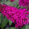Buddleia Mix Live Plant - Butterfly Bush Shrub, 4-inch Pot, Outdoor - Image 1