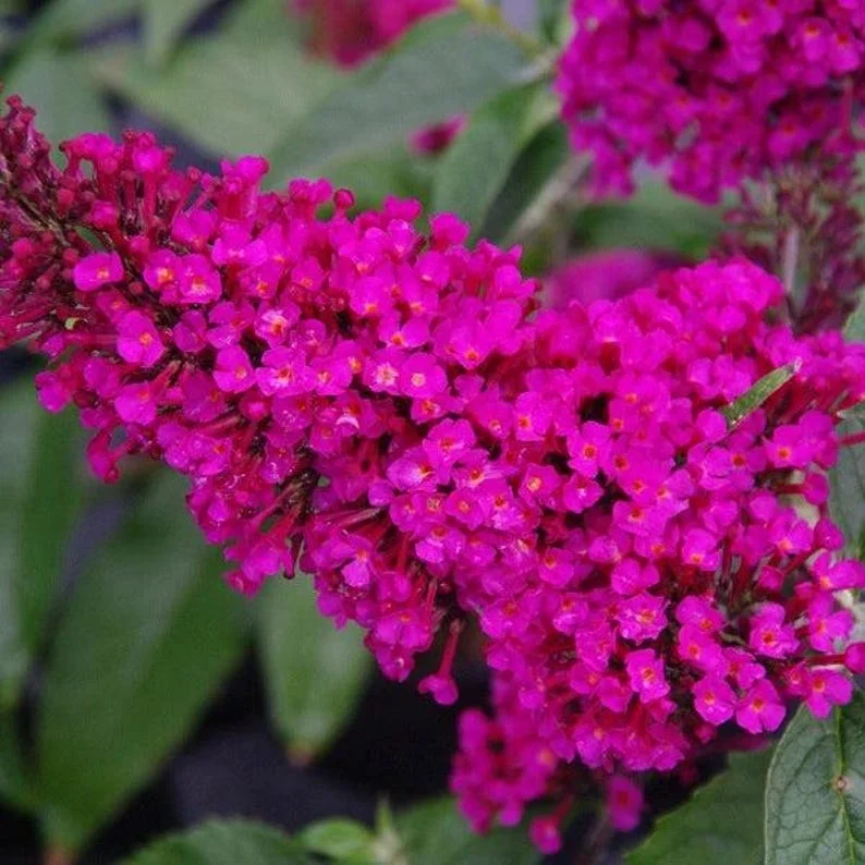 Buddleia Mix Live Plant - Butterfly Bush Shrub, 4-inch Pot, Outdoor - Image 1