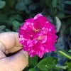 Burlesque Climbing Rose Live Plant - 4 Inch Pot Size - Multi-Toned Blooms for Trellises - Image 1