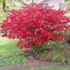 Burning Bush Live Plant - Euonymus alatus, 2.5-inch Pot, Outdoor Shrub - Image 1