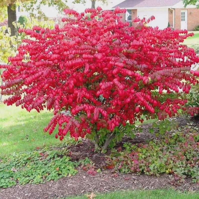 Burning Bush Live Plant - Euonymus alatus, 2.5-inch Pot, Outdoor Shrub - Image 1