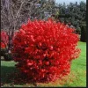 Burning Bush Live Plant - Euonymus alatus Seedlings for Hedge & Shade - Image 1