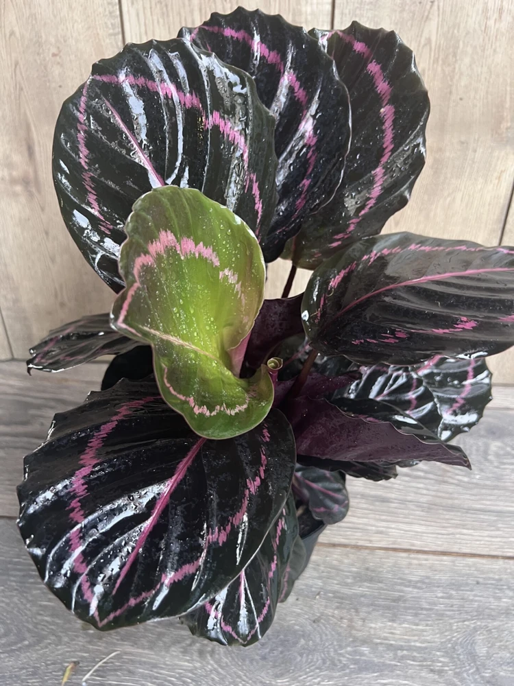 Calathea Dottie Live Plant 6 inch Pot - Indoor Houseplant with Black & Pink Leaves - Cannot ship to CA - Image 2