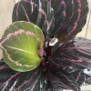 Calathea Dottie Live Plant 6 inch Pot - Indoor Houseplant with Black & Pink Leaves - Cannot ship to CA - Image 1