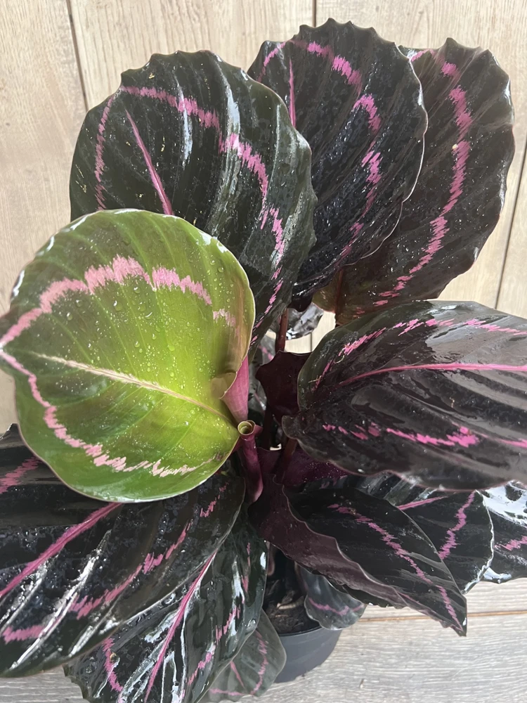 Calathea Dottie Live Plant 6 inch Pot - Indoor Houseplant with Black & Pink Leaves - Cannot ship to CA - Image 1