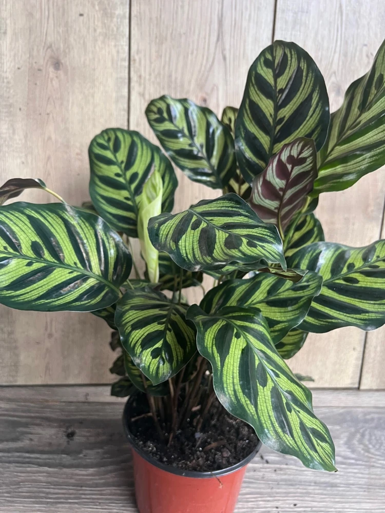 Calathea Makoyana Peacock Plant - Live Houseplant in 6 inch Pot, Indoor - Cannot ship to CA - Image 2