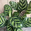 Calathea Makoyana Peacock Plant - Live Houseplant in 6 inch Pot, Indoor - Cannot ship to CA - Image 1