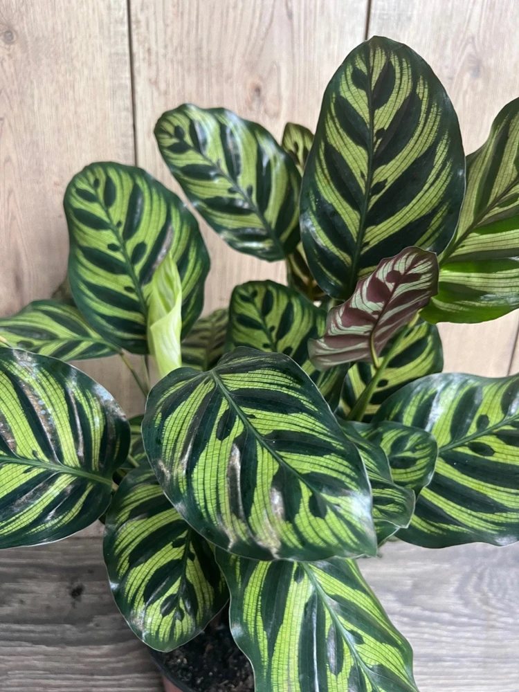 Calathea Makoyana Peacock Plant - Live Houseplant in 6 inch Pot, Indoor - Cannot ship to CA - Image 1