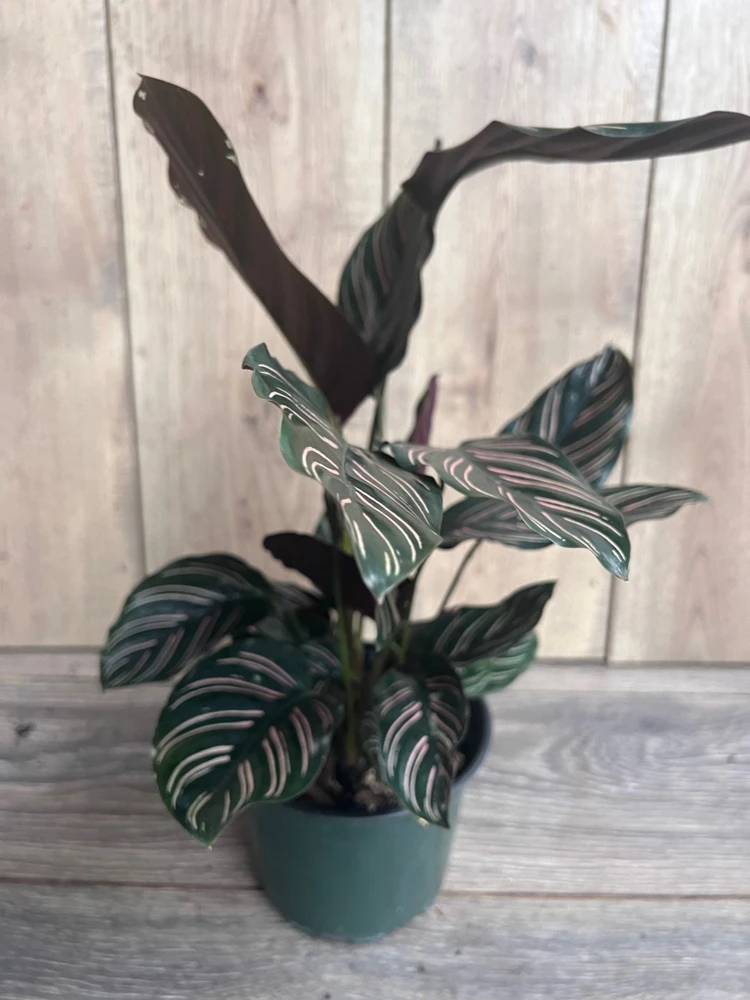 Calathea Ornata Live Plant - 6 inch Pot - Indoor Prayer Plant with Pink Stripes - Cannot ship to CA - Image 2