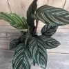 Calathea Ornata Live Plant - 6 inch Pot - Indoor Prayer Plant with Pink Stripes - Cannot ship to CA - Image 1