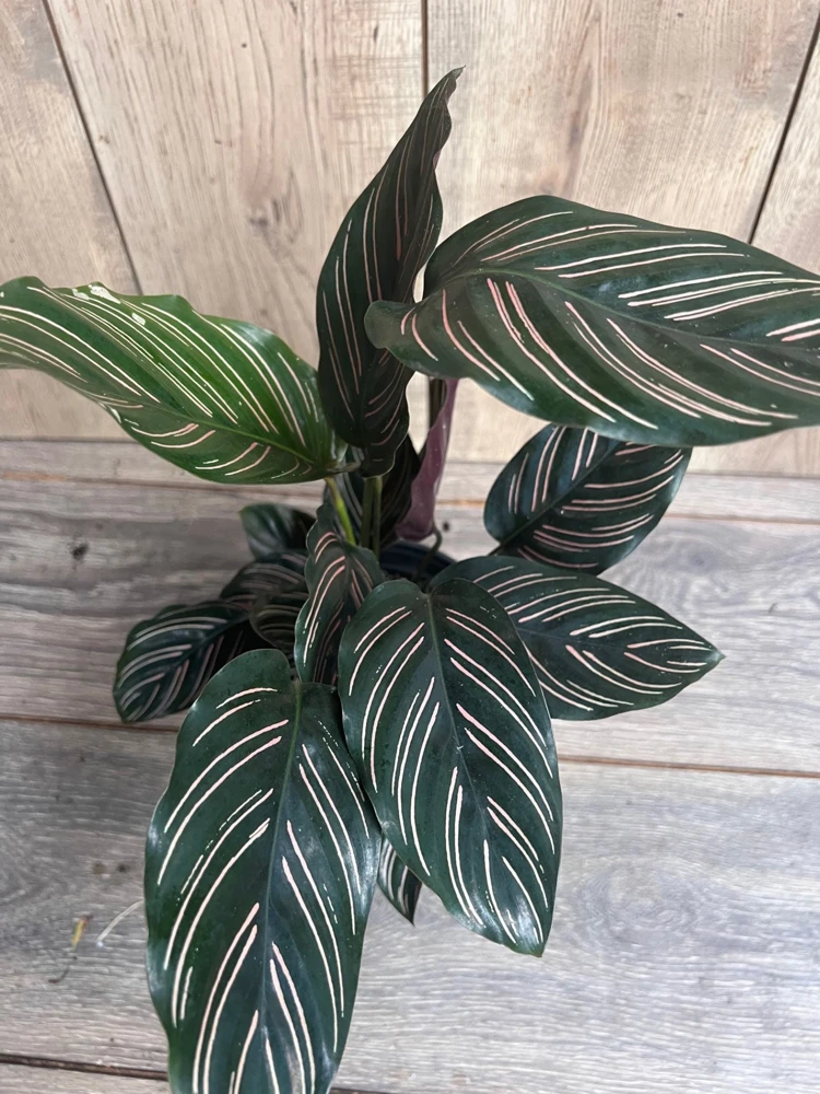 Calathea Ornata Live Plant - 6 inch Pot - Indoor Prayer Plant with Pink Stripes - Cannot ship to CA - Image 1