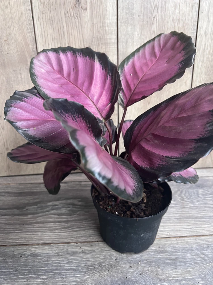 Calathea Pink Star Live Plant – 6 inch Potted Houseplant – Indoor Foliage - Cannot ship to CA - Image 2