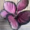 Calathea Pink Star Live Plant – 6 inch Potted Houseplant – Indoor Foliage - Cannot ship to CA - Image 1