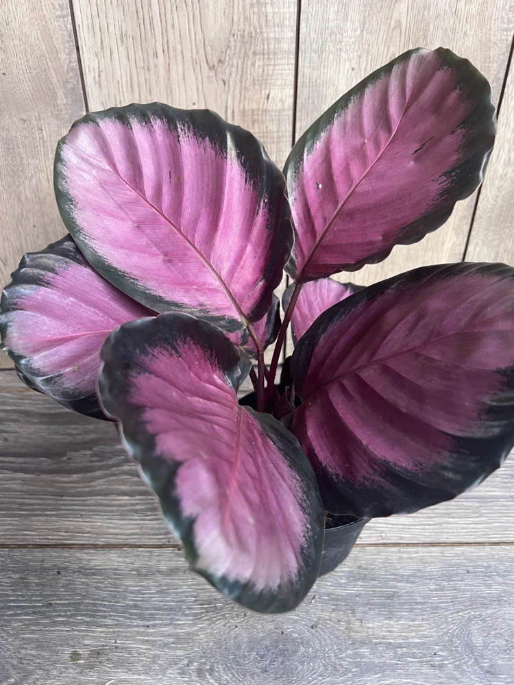 Calathea Pink Star Live Plant – 6 inch Potted Houseplant – Indoor Foliage - Cannot ship to CA - Image 1