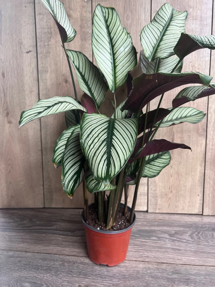 Calathea White Star Live Prayer Plant – 6 inch Pot – Indoor Houseplant - Cannot ship to CA - Image 2