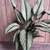 Calathea White Star Live Prayer Plant – 6 inch Pot – Indoor Houseplant - Cannot ship to CA - Image 1