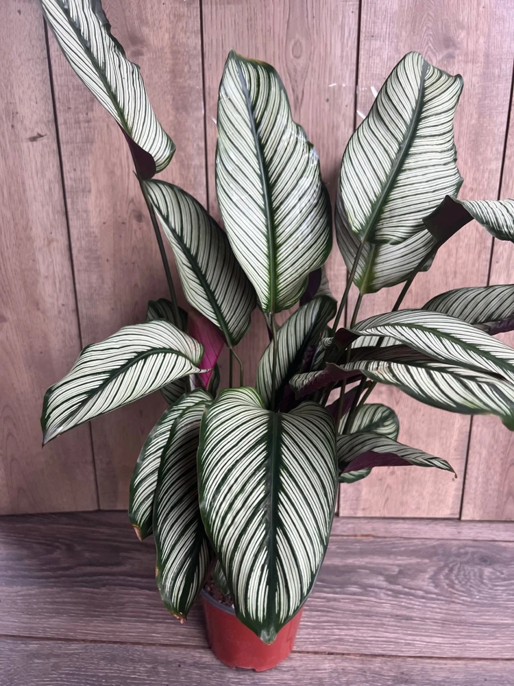 Calathea White Star Live Prayer Plant – 6 inch Pot – Indoor Houseplant - Cannot ship to CA - Image 1