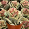 Calico Hearts Succulent Live Plant - Adromischus Triflorus - 3 inch Pot - Image 1