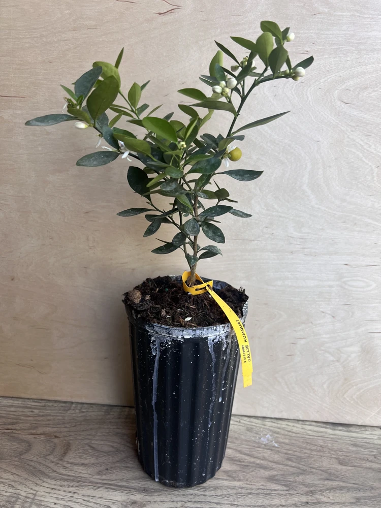 Callie Kumquat Live Plant - Meiwa Nagami Hybrid, 1/2 Gallon Pot, Year-Round Fruit - Cannot ship to CA - Image 2
