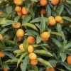 Callie Kumquat Live Plant - Meiwa Nagami Hybrid, 1/2 Gallon Pot, Year-Round Fruit - Cannot ship to CA - Image 1