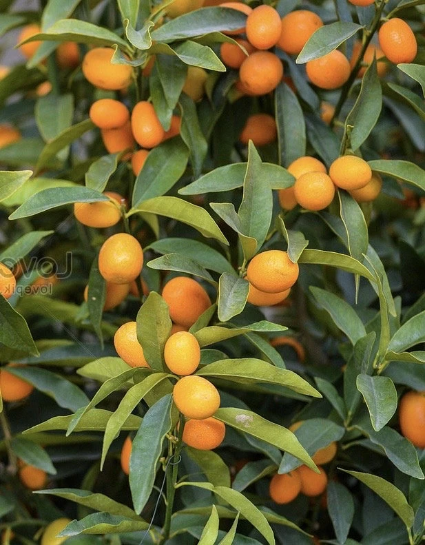 Callie Kumquat Live Plant - Meiwa Nagami Hybrid, 1/2 Gallon Pot, Year-Round Fruit - Cannot ship to CA - Image 1