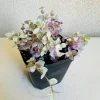 Callisia Repens Pink Lady Live Plant - 4in Pot - Indoor Houseplant - Image 1