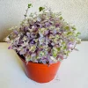 Callisia Repens Pink Lady Live Plant – 6 inch Pot – Indoor - Image 1