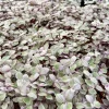 Callisia Repens Pink Panther Live Plant - Pink Houseplant, Easy Care Tropical Vine - Image 1