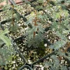 Camel Thorn Tree Live Plant - Acacia Erioloba, Desert Tree, 4 inch Pot, Outdoor - Image 1