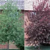 Canadian Red Chokecherry Tree - Live Plant 2.5" Pot - Outdoor - Image 1