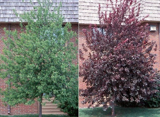 Canadian Red Chokecherry Tree - Live Plant 2.5" Pot - Outdoor - Image 1