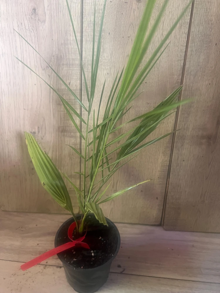 Canary Palm Live Plant – Phoenix canariensis – 4 inch Pot – Outdoor Tropical Tree - Cannot ship to CA - Image 2
