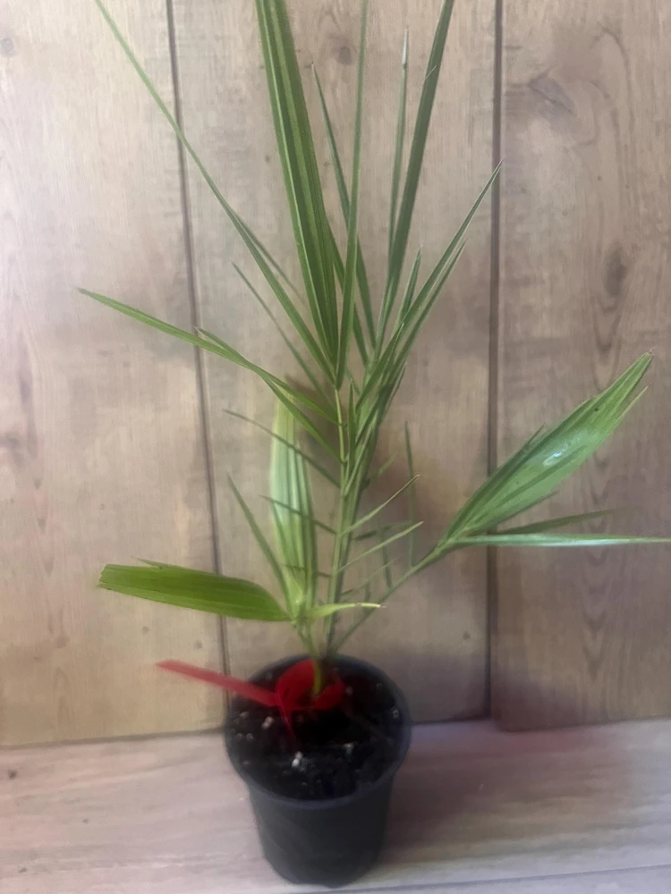 Canary Palm Live Plant – Phoenix canariensis – 4 inch Pot – Outdoor Tropical Tree - Cannot ship to CA - Image 3
