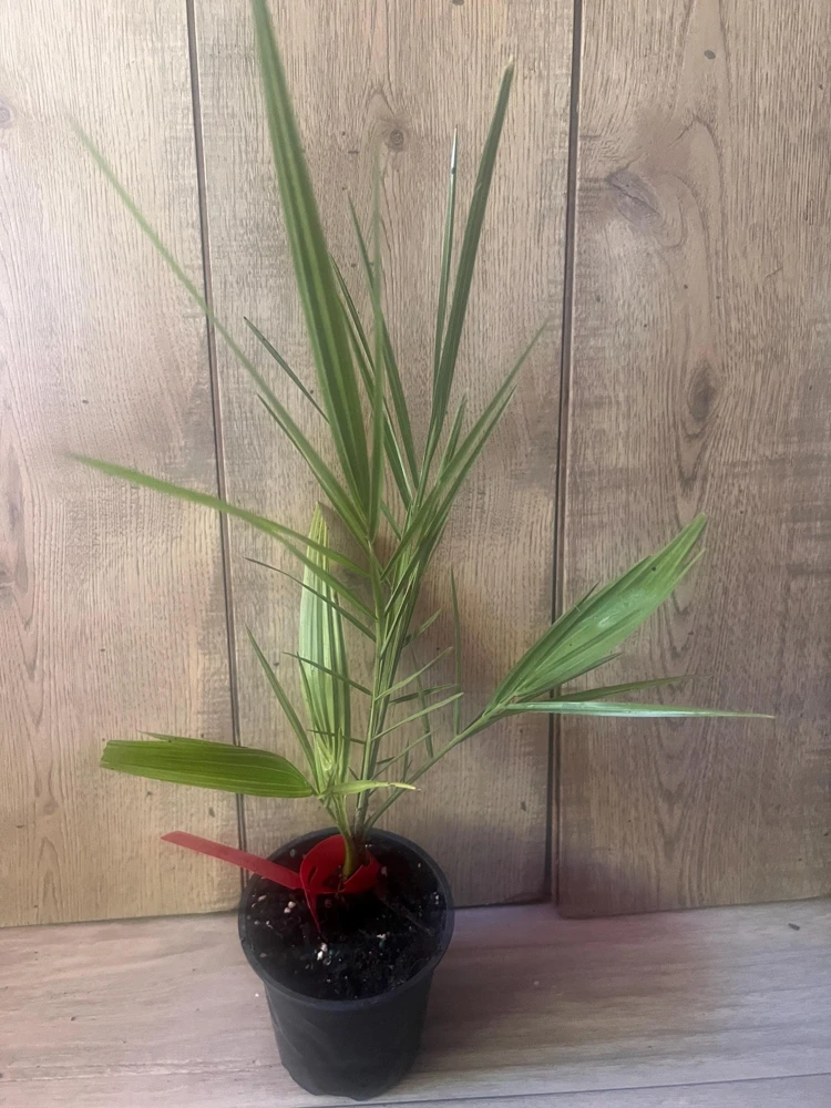 Canary Palm Live Plant – Phoenix canariensis – 4 inch Pot – Outdoor Tropical Tree - Cannot ship to CA - Image 4