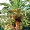 Canary Palm Live Plant – Phoenix canariensis – 4 inch Pot – Outdoor Tropical Tree - Cannot ship to CA - Image 1