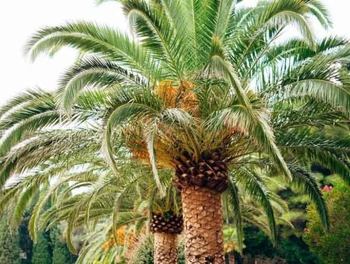 Canary Palm Live Plant – Phoenix canariensis – 4 inch Pot – Outdoor Tropical Tree - Cannot ship to CA - Image 1