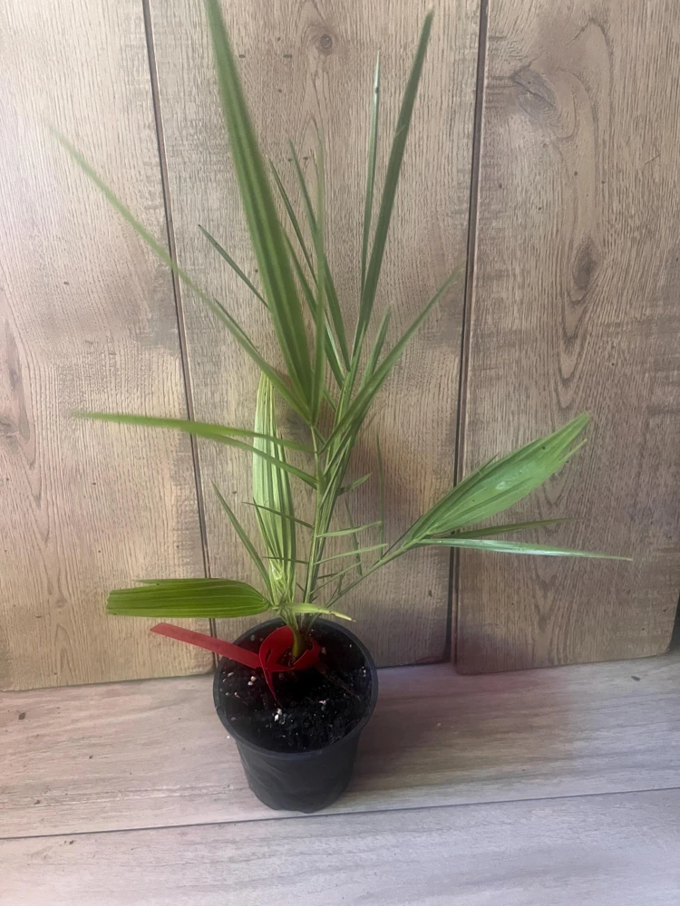 Canary Palm Live Plant – Phoenix canariensis – 4 inch Pot – Outdoor Tropical Tree - Cannot ship to CA - Image 7