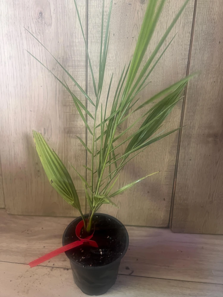 Canary Palm Live Plant – Phoenix canariensis – 4 inch Pot – Outdoor Tropical Tree - Cannot ship to CA - Image 8