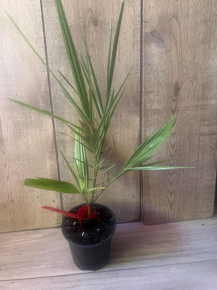 Canary Palm Live Plant – Phoenix canariensis – 4 inch Pot – Outdoor Tropical Tree - Cannot ship to CA - Image 9