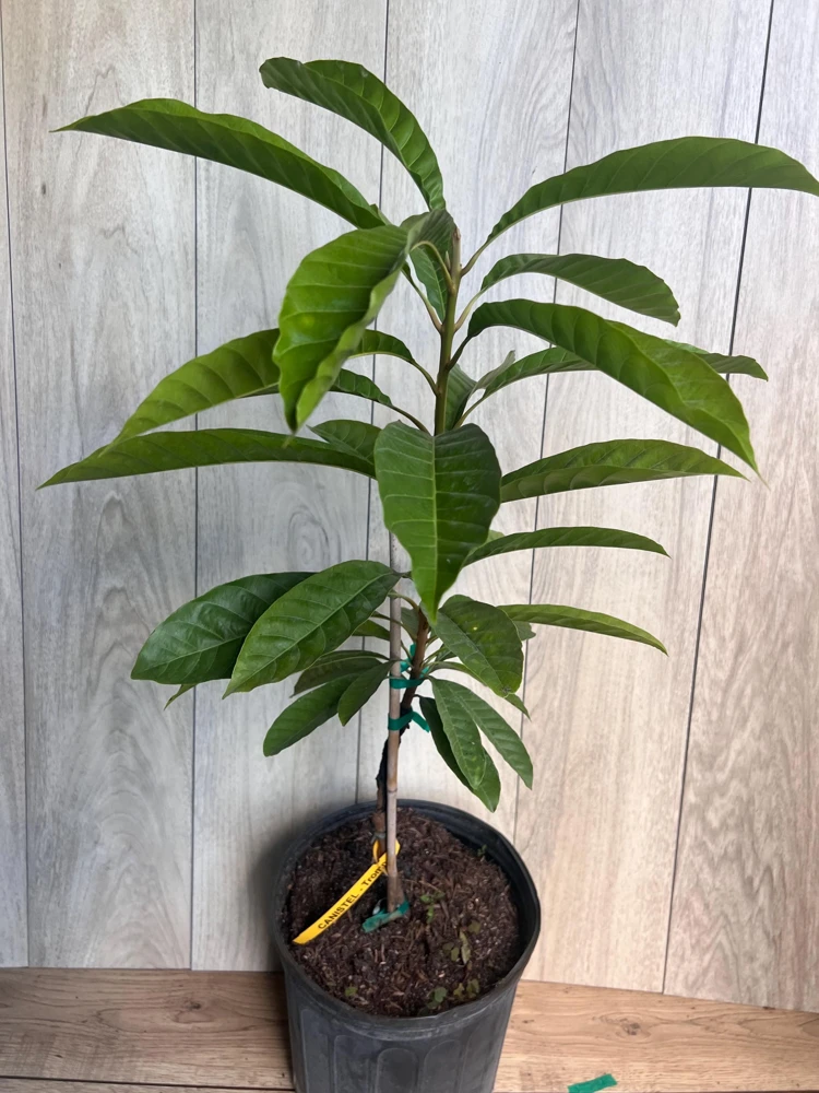 Canistel Trompo Live Plant – Grafted Eggfruit Tree – 3 Gallon Pot – Tropical Fruit - Cannot ship to CA - Image 2