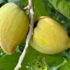 Canistel Trompo Live Plant – Grafted Eggfruit Tree – 3 Gallon Pot – Tropical Fruit - Cannot ship to CA - Image 1