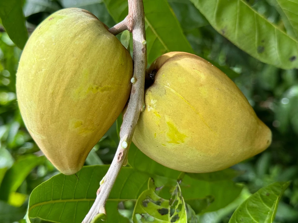 Canistel Trompo Live Plant – Grafted Eggfruit Tree – 3 Gallon Pot – Tropical Fruit - Cannot ship to CA - Image 1